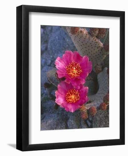 USA, California, Anza Borrego Desert State Park, Beavertail Cactus in Spring Bloom-John Barger-Framed Photographic Print