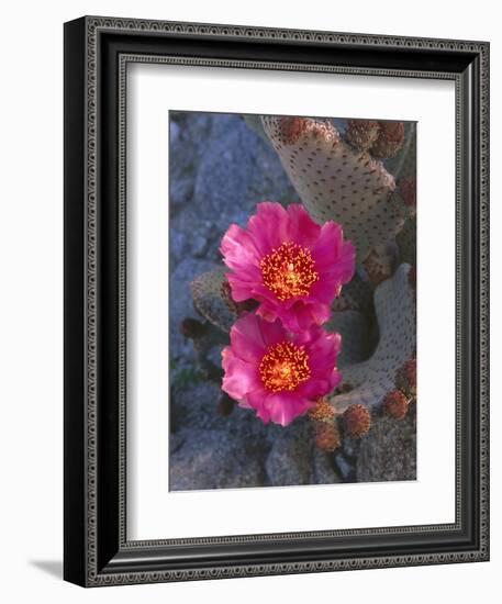 USA, California, Anza Borrego Desert State Park, Beavertail Cactus in Spring Bloom-John Barger-Framed Photographic Print