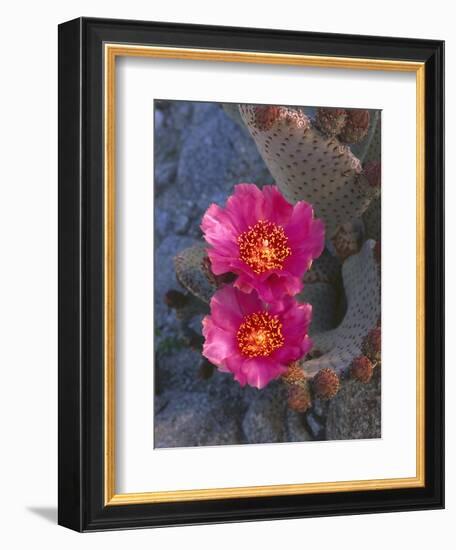 USA, California, Anza Borrego Desert State Park, Beavertail Cactus in Spring Bloom-John Barger-Framed Photographic Print