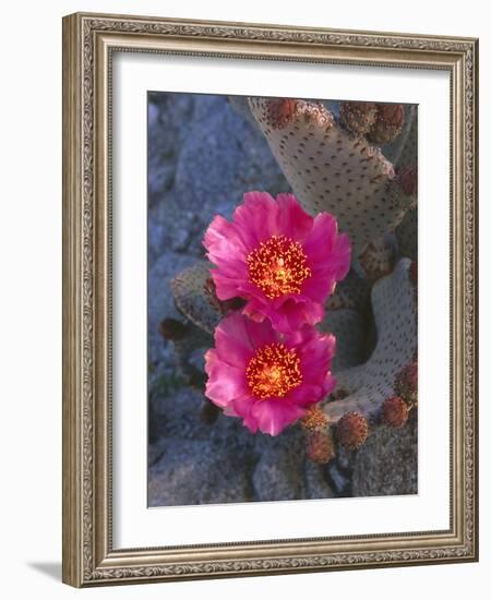 USA, California, Anza Borrego Desert State Park, Beavertail Cactus in Spring Bloom-John Barger-Framed Photographic Print