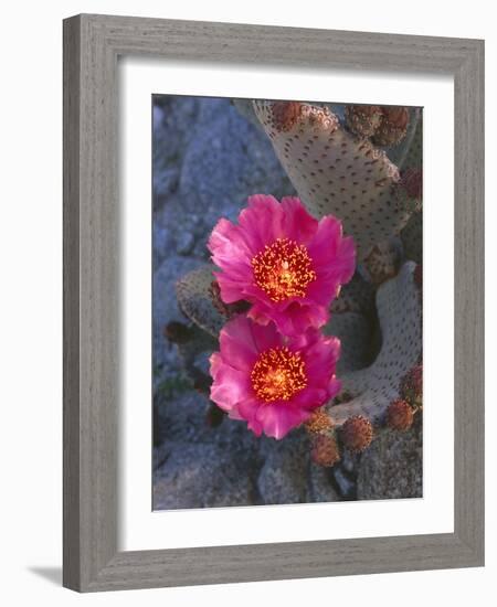 USA, California, Anza Borrego Desert State Park, Beavertail Cactus in Spring Bloom-John Barger-Framed Photographic Print