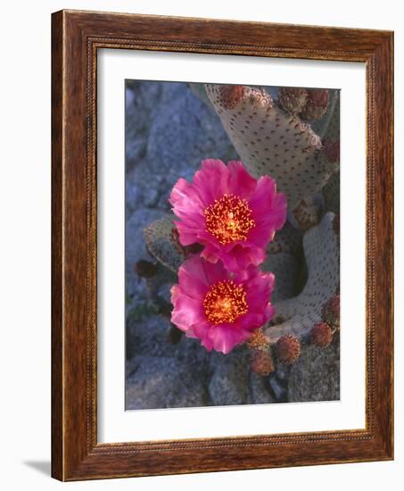 USA, California, Anza Borrego Desert State Park, Beavertail Cactus in Spring Bloom-John Barger-Framed Photographic Print