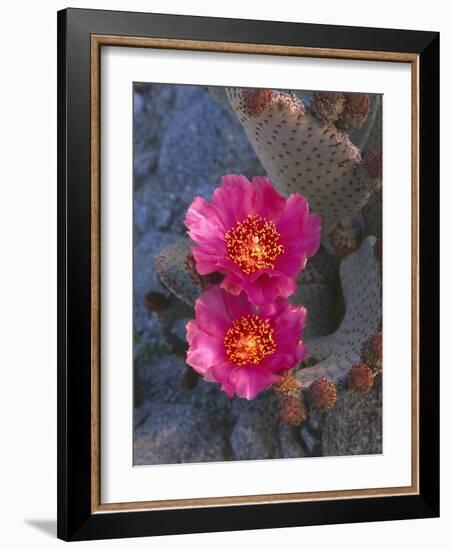 USA, California, Anza Borrego Desert State Park, Beavertail Cactus in Spring Bloom-John Barger-Framed Photographic Print