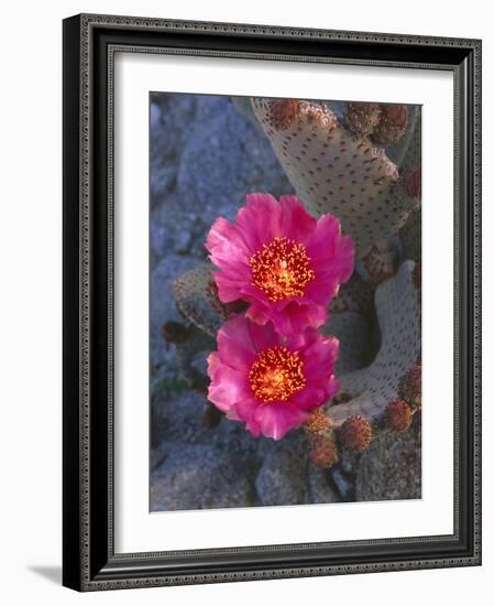 USA, California, Anza Borrego Desert State Park, Beavertail Cactus in Spring Bloom-John Barger-Framed Photographic Print