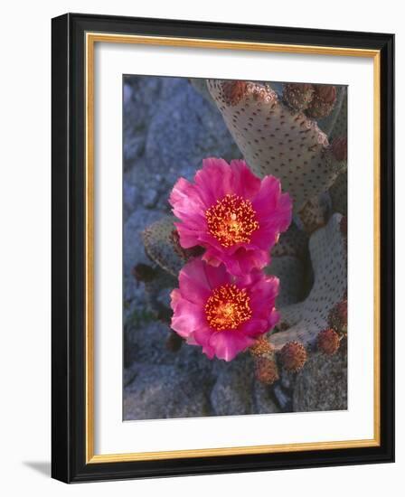 USA, California, Anza Borrego Desert State Park, Beavertail Cactus in Spring Bloom-John Barger-Framed Photographic Print