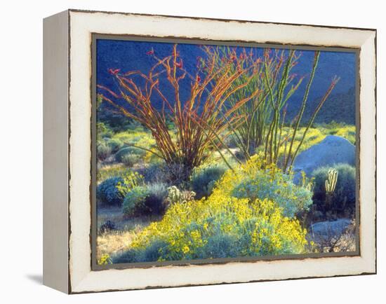 USA, California, Anza-Borrego Desert State Park. Blooming Ocotillo-Jaynes Gallery-Framed Premier Image Canvas