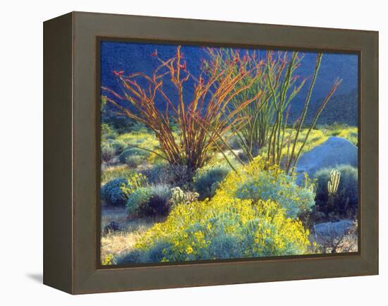 USA, California, Anza-Borrego Desert State Park. Blooming Ocotillo-Jaynes Gallery-Framed Premier Image Canvas