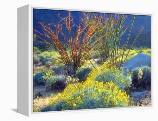 USA, California, Anza-Borrego Desert State Park. Blooming Ocotillo-Jaynes Gallery-Framed Premier Image Canvas