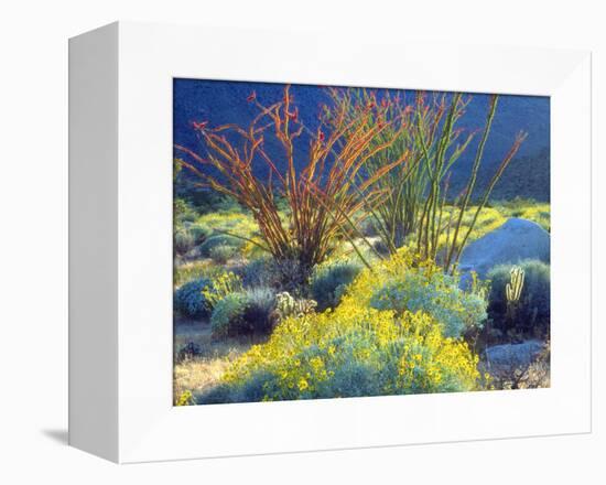 USA, California, Anza-Borrego Desert State Park. Blooming Ocotillo-Jaynes Gallery-Framed Premier Image Canvas