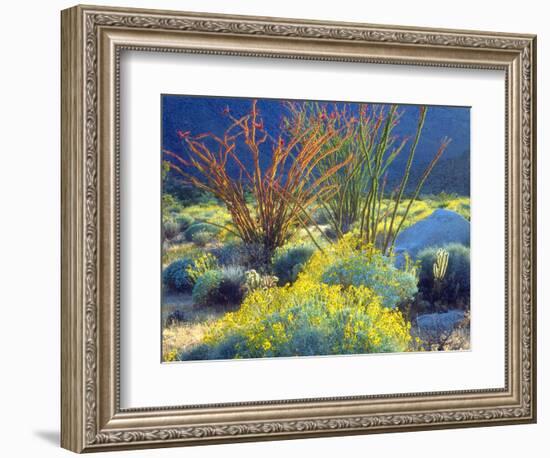 USA, California, Anza-Borrego Desert State Park. Blooming Ocotillo-Jaynes Gallery-Framed Photographic Print