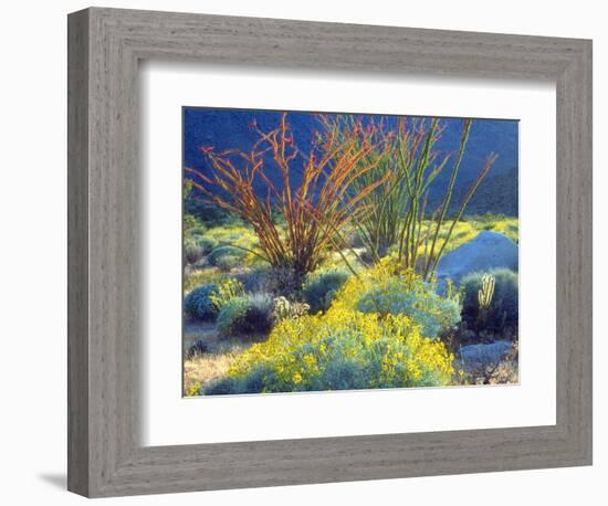 USA, California, Anza-Borrego Desert State Park. Blooming Ocotillo-Jaynes Gallery-Framed Photographic Print