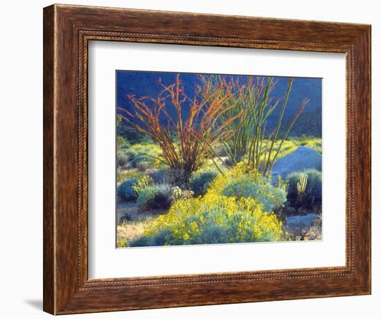 USA, California, Anza-Borrego Desert State Park. Blooming Ocotillo-Jaynes Gallery-Framed Photographic Print