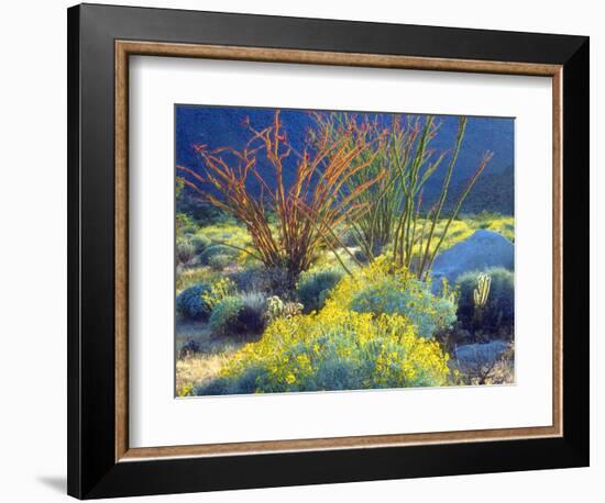 USA, California, Anza-Borrego Desert State Park. Blooming Ocotillo-Jaynes Gallery-Framed Photographic Print