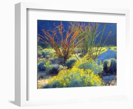 USA, California, Anza-Borrego Desert State Park. Blooming Ocotillo-Jaynes Gallery-Framed Photographic Print