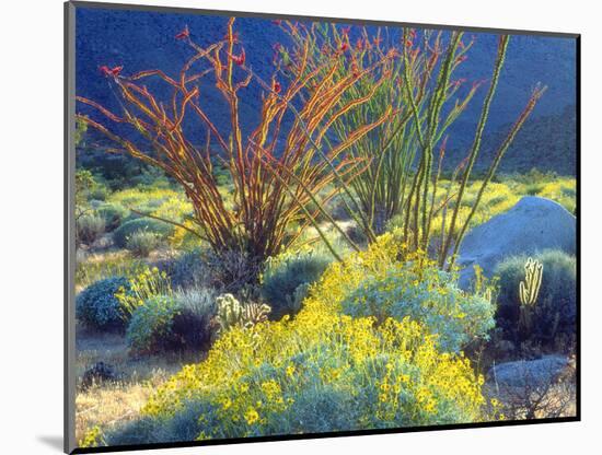 USA, California, Anza-Borrego Desert State Park. Blooming Ocotillo-Jaynes Gallery-Mounted Photographic Print