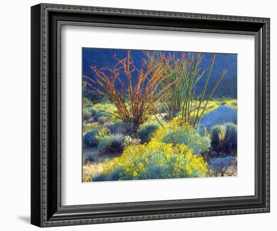USA, California, Anza-Borrego Desert State Park. Blooming Ocotillo-Jaynes Gallery-Framed Photographic Print