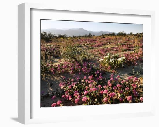 USA, California, Anza Borrego Desert State Park, Desert Wildflowers-Christopher Talbot Frank-Framed Photographic Print