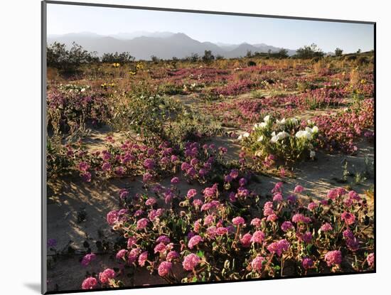 USA, California, Anza Borrego Desert State Park, Desert Wildflowers-Christopher Talbot Frank-Mounted Photographic Print
