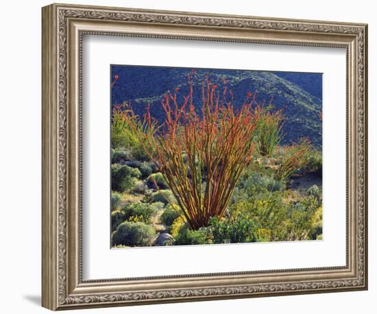 USA, California, Anza-Borrego Desert State Park. Ocotillo Wildflowers-Jaynes Gallery-Framed Photographic Print