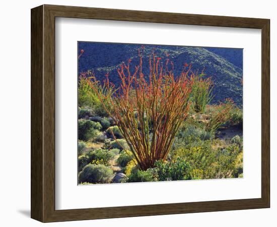 USA, California, Anza-Borrego Desert State Park. Ocotillo Wildflowers-Jaynes Gallery-Framed Photographic Print