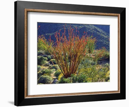 USA, California, Anza-Borrego Desert State Park. Ocotillo Wildflowers-Jaynes Gallery-Framed Photographic Print