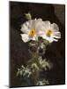 USA, California, Anza-Borrego Desert State Park. Prickly Poppy on Palm Canyon Trail-Ann Collins-Mounted Photographic Print