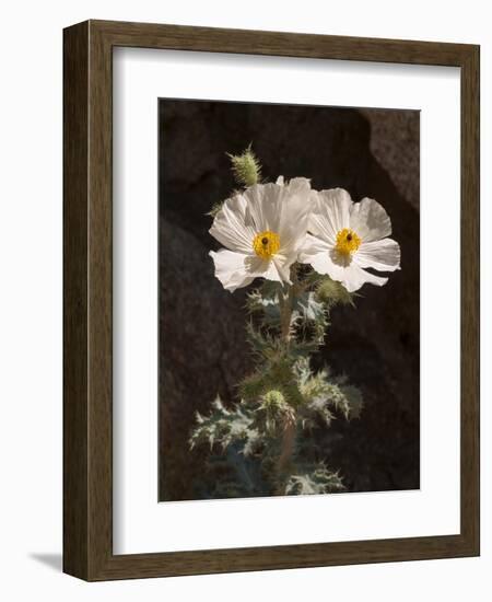 USA, California, Anza-Borrego Desert State Park. Prickly Poppy on Palm Canyon Trail-Ann Collins-Framed Photographic Print