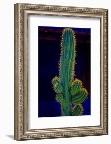 USA, California. Backlit saguaro cactus.-Jaynes Gallery-Framed Photographic Print