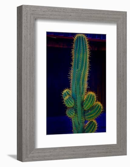 USA, California. Backlit saguaro cactus.-Jaynes Gallery-Framed Photographic Print