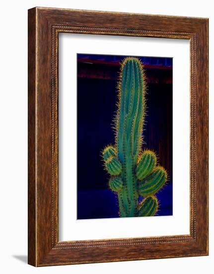 USA, California. Backlit saguaro cactus.-Jaynes Gallery-Framed Photographic Print