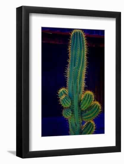USA, California. Backlit saguaro cactus.-Jaynes Gallery-Framed Photographic Print
