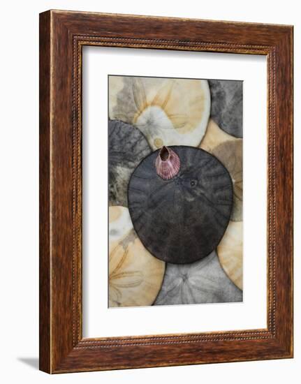 USA, California. Barnacle and sand dollars on beach.-Jaynes Gallery-Framed Photographic Print