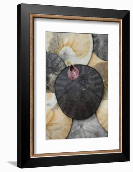 USA, California. Barnacle and sand dollars on beach.-Jaynes Gallery-Framed Photographic Print