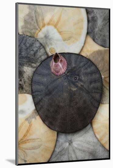 USA, California. Barnacle and sand dollars on beach.-Jaynes Gallery-Mounted Photographic Print