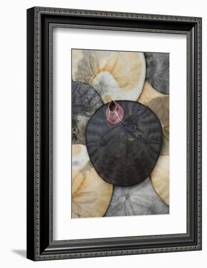 USA, California. Barnacle and sand dollars on beach.-Jaynes Gallery-Framed Photographic Print