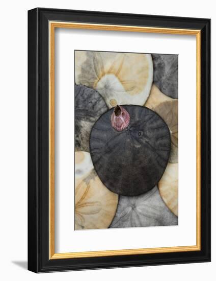 USA, California. Barnacle and sand dollars on beach.-Jaynes Gallery-Framed Photographic Print