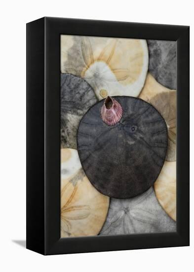 USA, California. Barnacle and sand dollars on beach.-Jaynes Gallery-Framed Premier Image Canvas