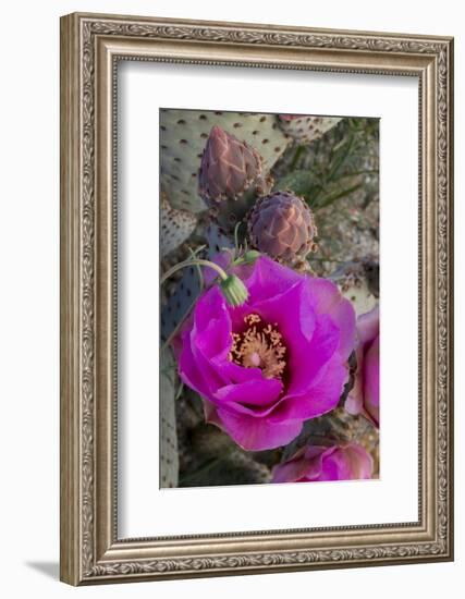 USA, California. Beavertail prickly pear cactus in bloom, Anza-Borrego Desert State Park-Judith Zimmerman-Framed Photographic Print