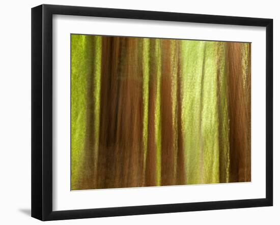 USA, California, Big Sur, Abstract of Redwood Trees at Big Sur Pfeiffer State Park-Ann Collins-Framed Photographic Print