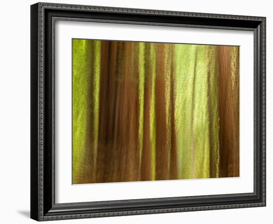 USA, California, Big Sur, Abstract of Redwood Trees at Big Sur Pfeiffer State Park-Ann Collins-Framed Photographic Print