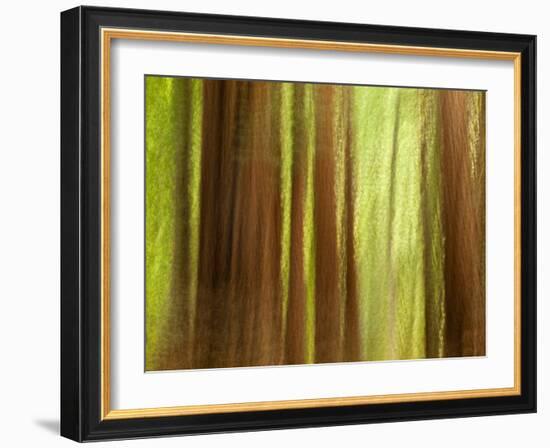 USA, California, Big Sur, Abstract of Redwood Trees at Big Sur Pfeiffer State Park-Ann Collins-Framed Photographic Print