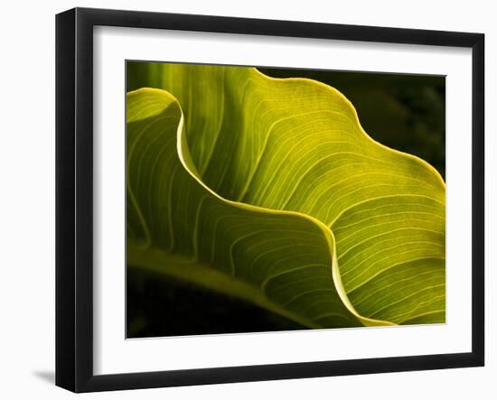 USA, California, Big Sur, Calla Lily Leaf at Garrapata State Park-Ann Collins-Framed Photographic Print