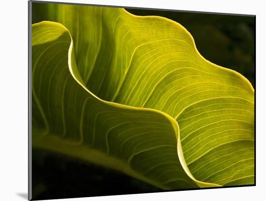 USA, California, Big Sur, Calla Lily Leaf at Garrapata State Park-Ann Collins-Mounted Photographic Print