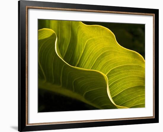 USA, California, Big Sur, Calla Lily Leaf at Garrapata State Park-Ann Collins-Framed Photographic Print
