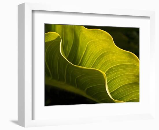 USA, California, Big Sur, Calla Lily Leaf at Garrapata State Park-Ann Collins-Framed Photographic Print