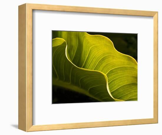 USA, California, Big Sur, Calla Lily Leaf at Garrapata State Park-Ann Collins-Framed Photographic Print