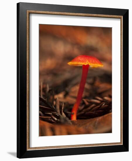 USA, California, Big Sur. Red Mushroom at Pfeiffer Big Sur State Park-Ann Collins-Framed Photographic Print