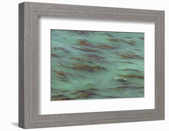 USA, California, Big Sur. Strands of ocean kelp forest.-Jaynes Gallery-Framed Photographic Print