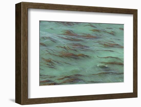 USA, California, Big Sur. Strands of ocean kelp forest.-Jaynes Gallery-Framed Photographic Print