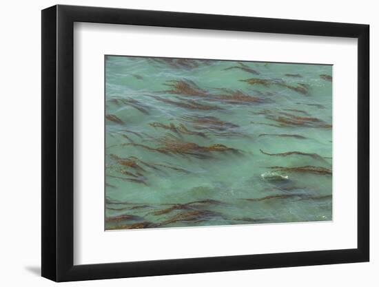 USA, California, Big Sur. Strands of ocean kelp forest.-Jaynes Gallery-Framed Photographic Print